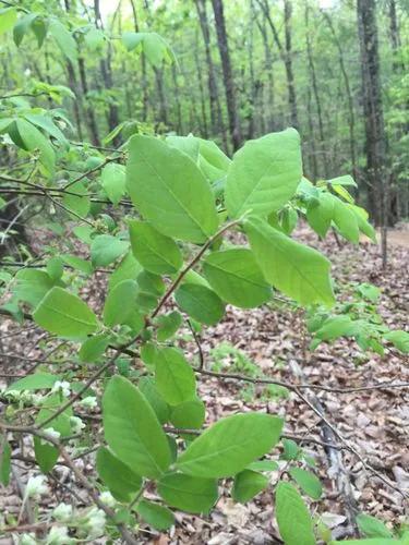 Bigleaf Snowbell