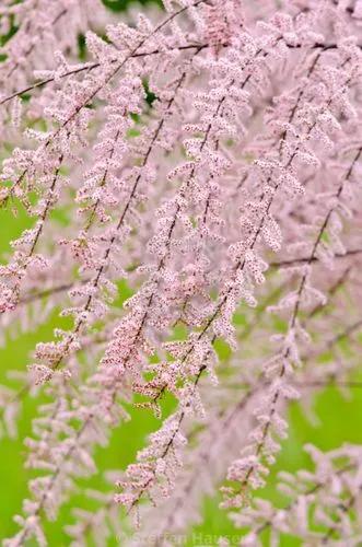 French Tamarisk