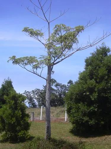 Kapok Tree