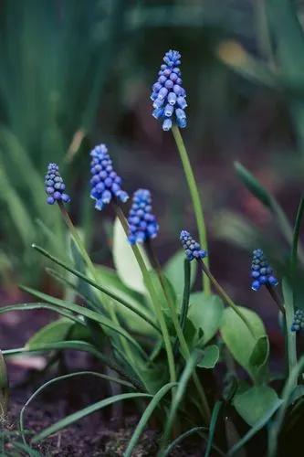 Grape hyacinth