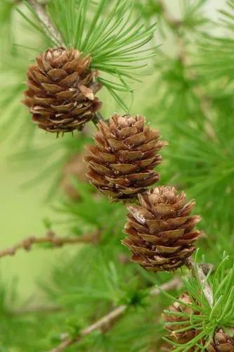 European Larch