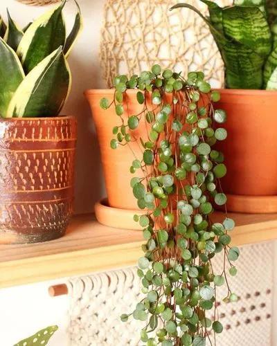 Peperomia pepperspot