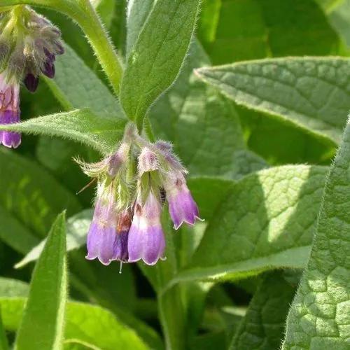 Common Comfrey