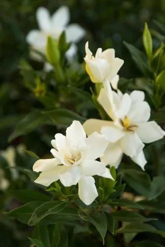 Frost Proof Gardenia