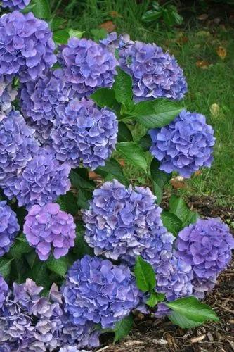 Bigleaf Hydrangea