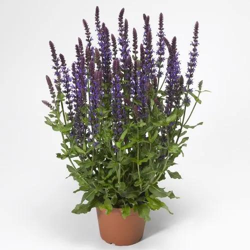 Salvia Bordeau Deep Blue