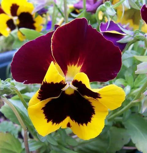 Pansy