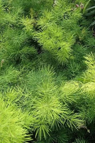 Ming Fern