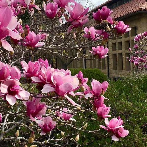 Saucer Magnolia