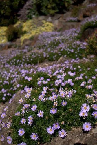 Brachyscome Multifida