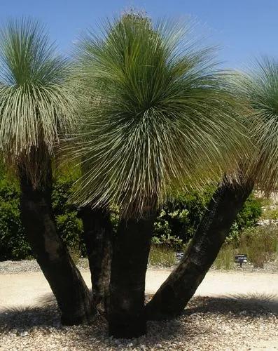 Grass Tree