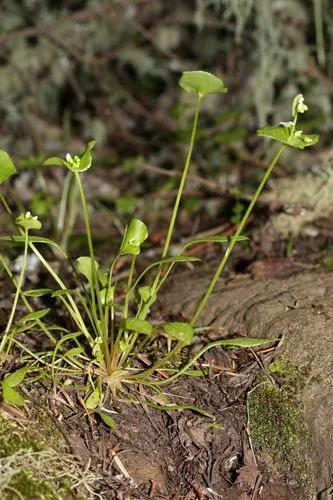 Claytonia Rubra