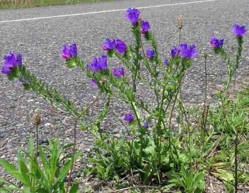 Purple Viper's-bugloss