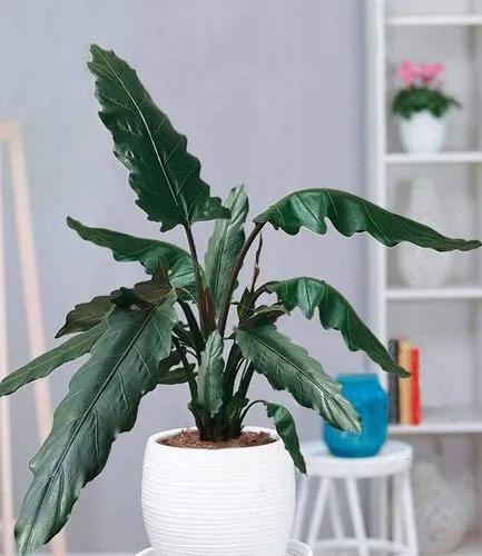 Alocasia Lauterbachiana