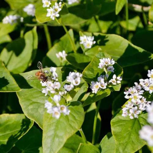 Silverhull Buckwheat