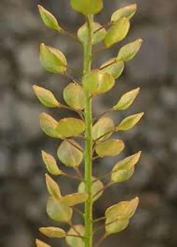 Clasping Pepperweed