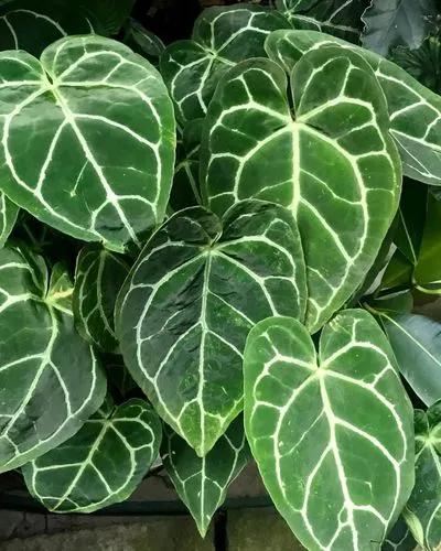 Crystal Anthurium