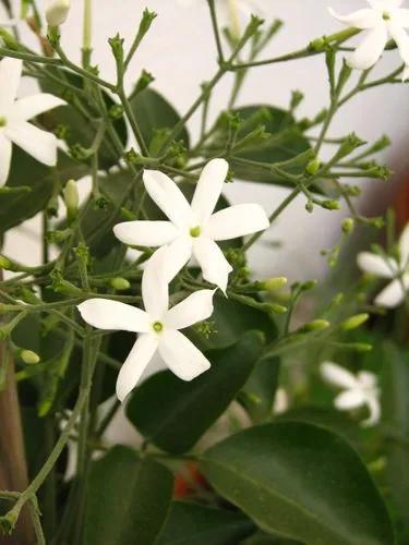 Jasmine Molle Plant