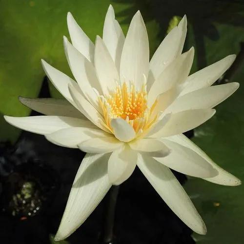 Dotleaf Waterlily