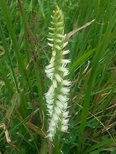 Yellow Nodding Lady's Tresses