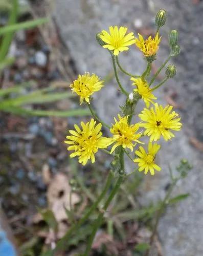 Crepis Capillaris