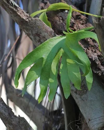 Hand Fern