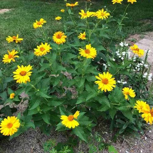 False Sunflower