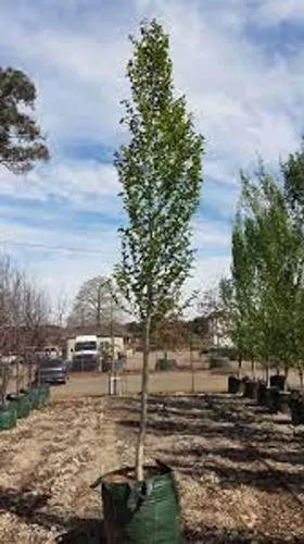 Simon'S Poplar