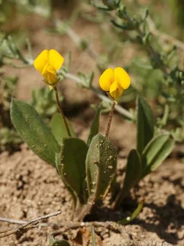 Caterpillar Plant
