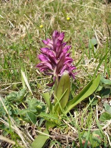 Dactylorhiza Sambucina