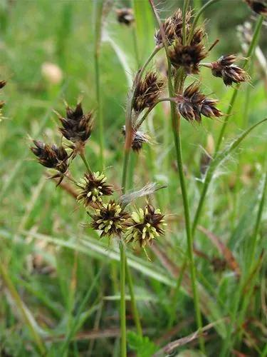 Luzula Campestris