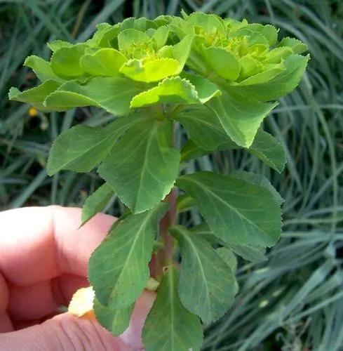 Sun Spurge