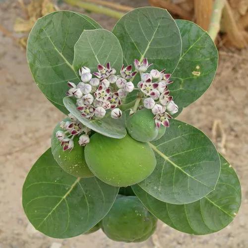 Auricula Tree