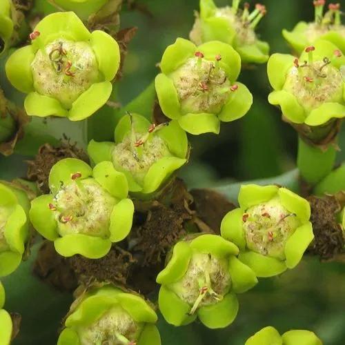 Euphorbia Flavicoma