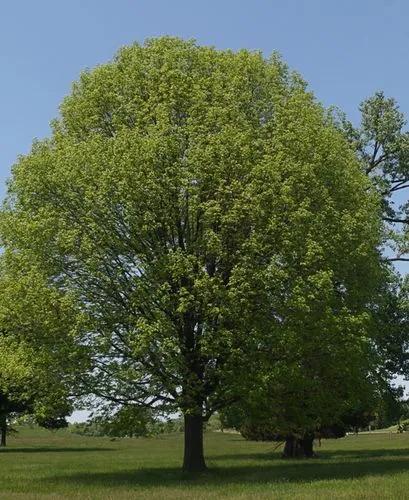 Blue Ash