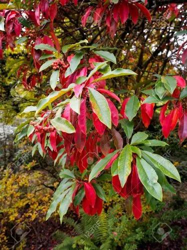 Chinese Photinia