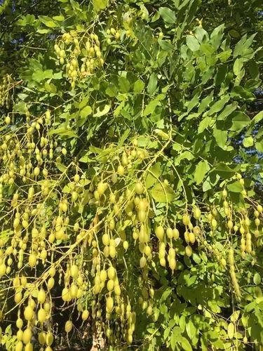 Pagoda-tree