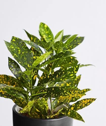 Croton Gold Dust