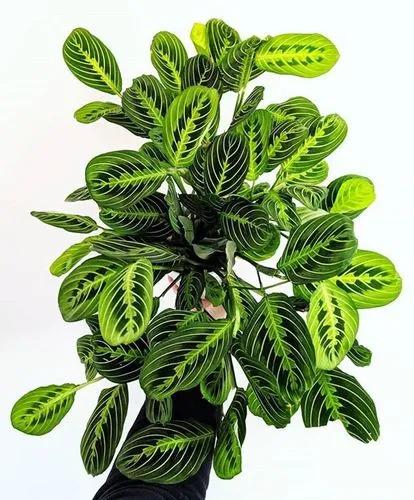 Maranta Lemon