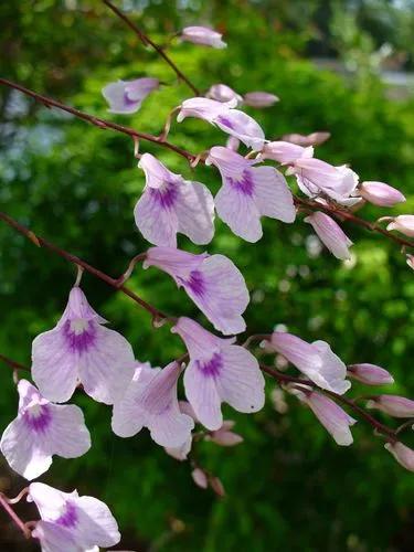 Delicate Violet Orchid