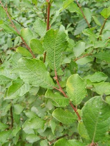 Eared Willow