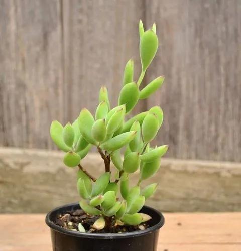 Cotyledon woodii