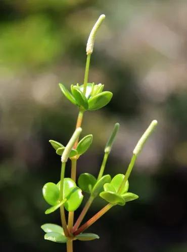 Peperomia Quadrifolia