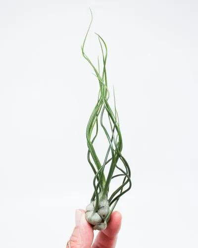 Bulbous Airplant