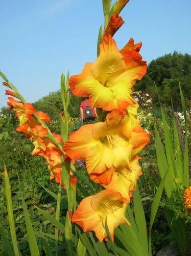 Gladiolus 'eunice Ann'