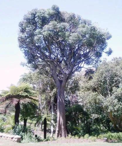 Common Cabbage Tree