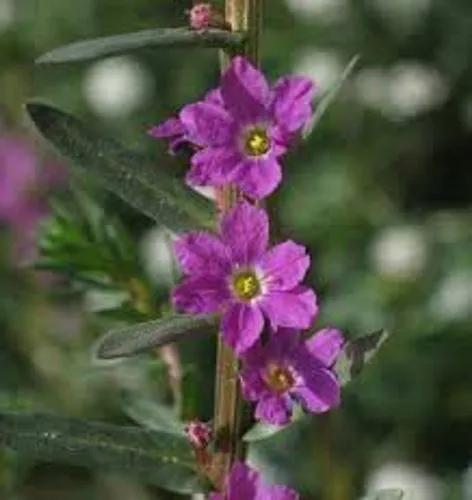 Creeping Loosestrife