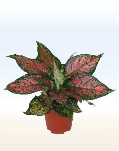 Anglaonema