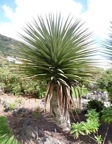 Dracaena Tamaranae