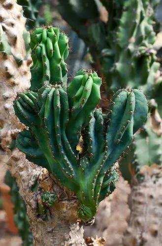 Cereus Uruguayanus